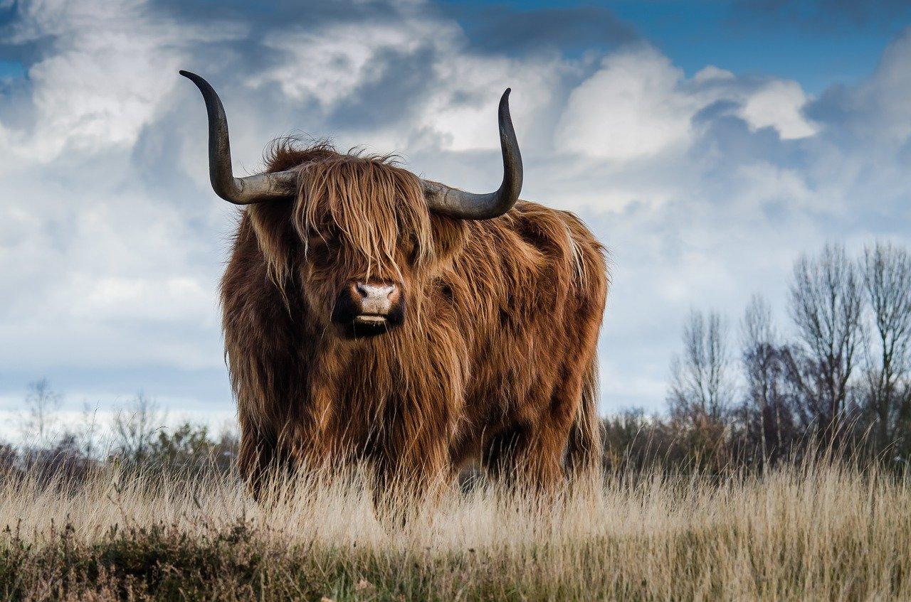 Vegan Travellers rejoice! TreadRight Foundation updates Animal Welfare Policy