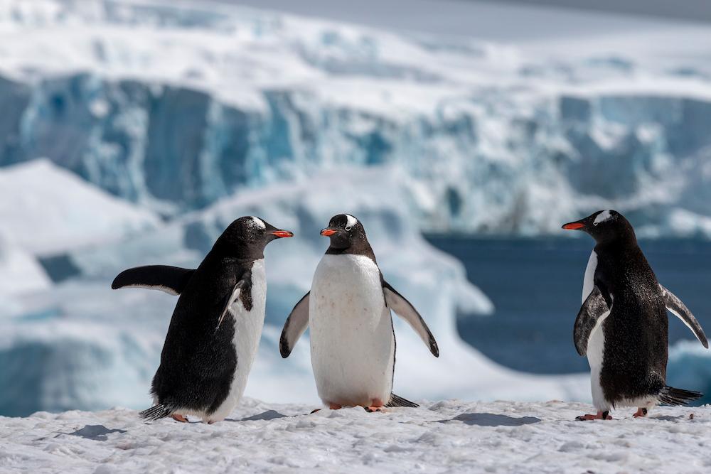 Ever wonder what happens when cruise ships arrive in Antarctica? This video explains it all!
